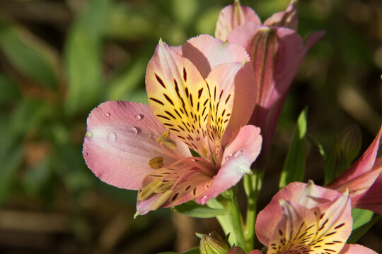 Peach And Yellow Lily