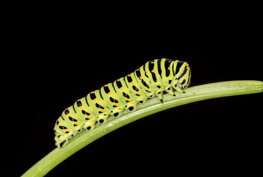 Green swallowtail caterpillar crawling on a blade of grass