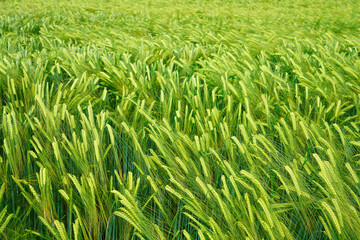 Green corn crop waving in the wind texture background
