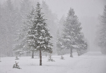 Winter blizzard with wind and snow