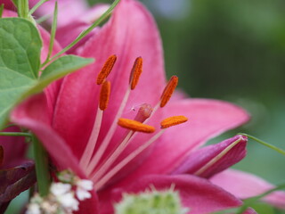 Flugsamen der auf der Narbe einer Lilienblüte festklebt