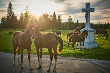 Franche Montagne Pferde im Schweizer Jura. © rene