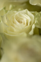 Beautiful blooming light green rose. Wedding bouquet. Rosebud. Green rose. White Rose.