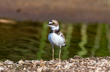 Small plover on the shore