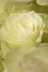 Beautiful blooming light green rose. Wedding bouquet. Rosebud. Green rose. White Rose.