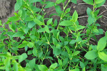 The grass Polygonum aviculare grows in nature
