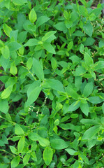 The grass Polygonum aviculare grows in nature