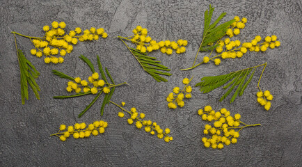 Mimosa fresh flowers on dark with copy space
