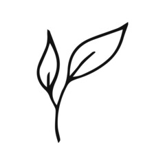 Hand drawn plants outline. Floral and leave element. Line art style isolated on white background.