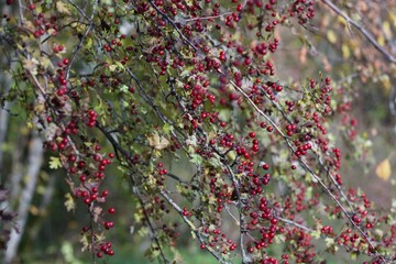 fruits d'automne
