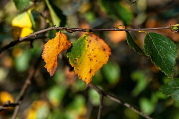 Birch tree leaves changing colour in autumn