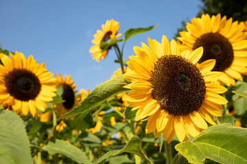 Obraz premium Sunflowers with a bee on the blooming sunfluwer in front and a blue sky in the background, shot on a sunny day during summer