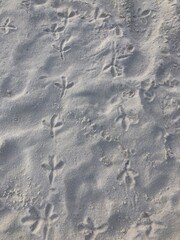 Bird's Footprints in the Sand