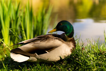a very nice duck resting after a flight on the lake