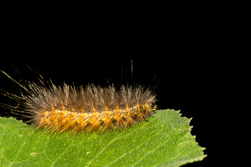 Salt Marsh Caterpillar (Estigmene acrea)