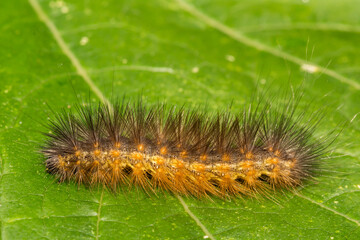 Salt Marsh Caterpillar (Estigmene acrea)