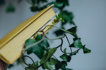indoor plants green leaves comfort decor health