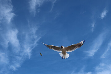 Single seagull (larinae) in the blue sky. Free copy space, place for text
