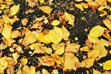Yellow fallen leaves on the ground. A carpet of yellow leaves on the ground. Background, texture.