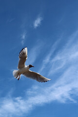 Single seagull (larinae) in the blue sky. Free copy space, place for text
