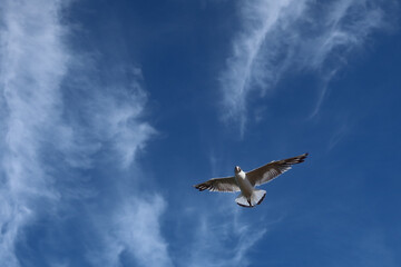 Single seagull (larinae) in the blue sky. Free copy space, place for text