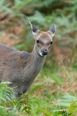 Sika deer, Cervus nippon
