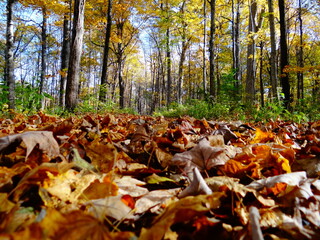 Fall Leaves on the Ground