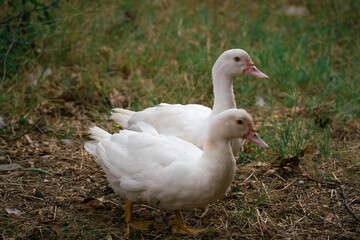 White ducks on a cloudy autumn day in the yard of the house among the grass