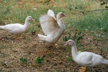 White ducks on a cloudy autumn day in the yard of the house among the grass