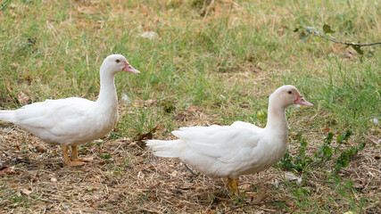 White ducks on a cloudy autumn day in the yard of the house among the grass