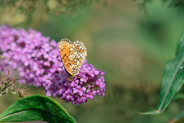 Butterfly on a flower on a sunny day in early autumn in September