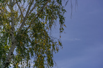 Trunk and branches of a birch on the background of a blue sky on a sunny day in early autumn in September