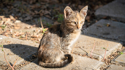 Little kitten on a sunny autumn day in nature