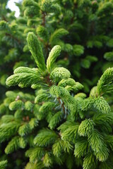 Picea glauca (the white spruce) is one of the most beautiful and practical evergreens.