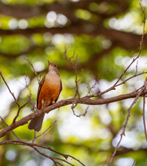 Orange thrush (Turdus rufiventris ), isolated among the green leaves . A typical Brazilian bird with harmonious and very beautiful song. Selective focus