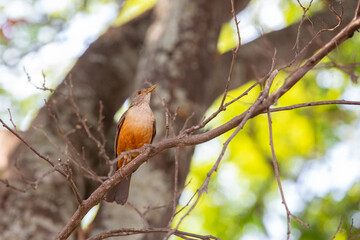 Orange thrush (Turdus rufiventris ), isolated among the green leaves . A typical Brazilian bird with harmonious and very beautiful song. Close-up