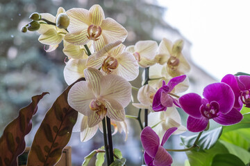 Fototapeta na wymiar Closeup lilac and white orchid Phalaenopsis and leaves of houseplants. blur and selective focus. 