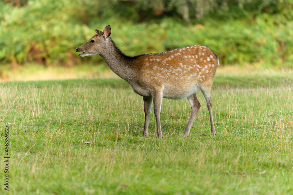 Poster Sika deer, Cervus nippon