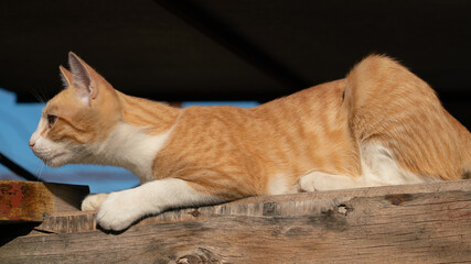 Ginger cat in the rays of sunlight on the street in the autumn morning