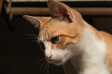 Ginger kitten with white spots on a sunny morning outdoors