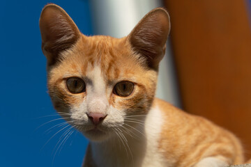 Ginger kitten with white spots on a sunny morning outdoors
