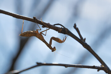 Large insect praying mantis on the background of the sky in early autumn