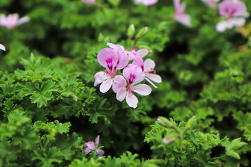 A citronella plant in full bloom with pink flowers
