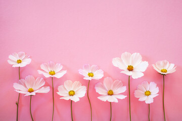 Pink background with white cosmos flowers and space for text congratulations, postcard.