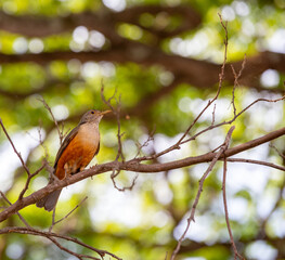 Orange thrush (Turdus rufiventris ), isolated among the green leaves . A typical Brazilian bird with a harmonious and very beautiful song