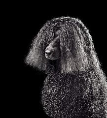 Wet black poodle after bath