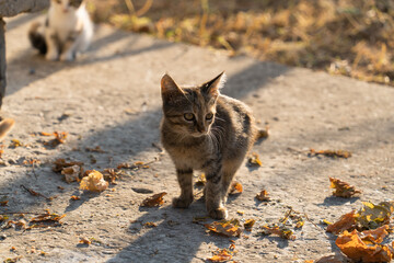 A small kitten in the early morning in September in the rays of the autumn sun among the leaves that have fallen to the ground, in the background a blurred contour of the second kitten
