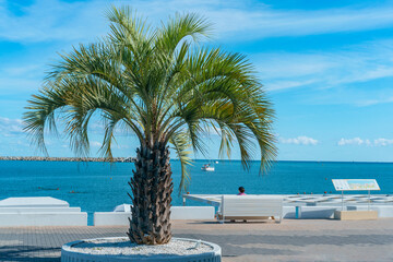 beautiful young palm tree on the sea embankment of the Russian resort town of Sochi