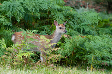 Sika deer, Cervus nippon