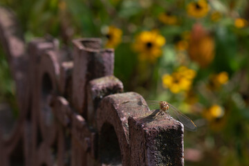 A dragonfly sits on an old cast iron fence against a blurred multicolored floral background on a sunny autumn day